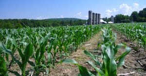 V5 cornfield in northern Pennsylvania