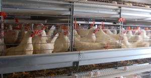 chickens in poultry barn