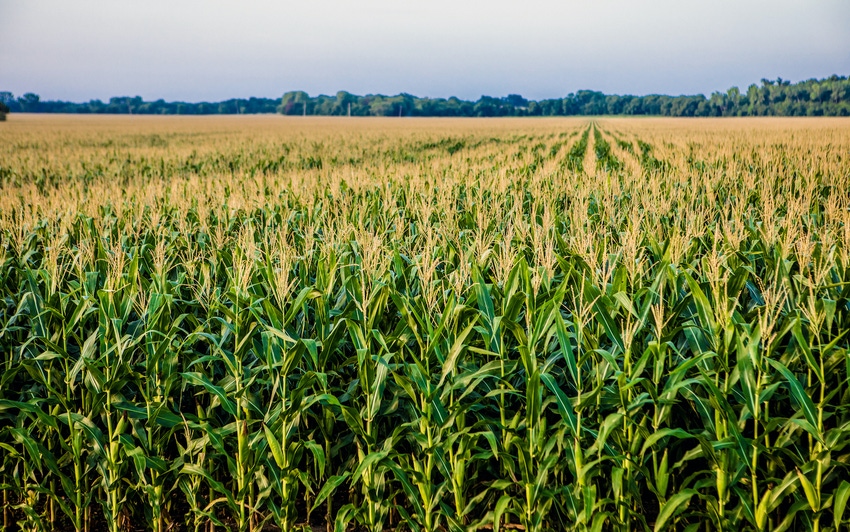 corn-field-1291683560.jpg
