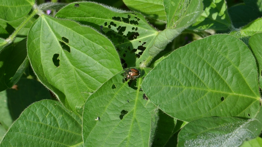  beetle resting on soybean leaf with holes chewed through it
