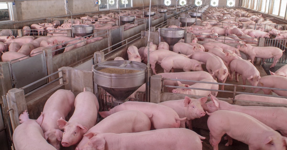 Cattle climb, hogs slide after USDA report