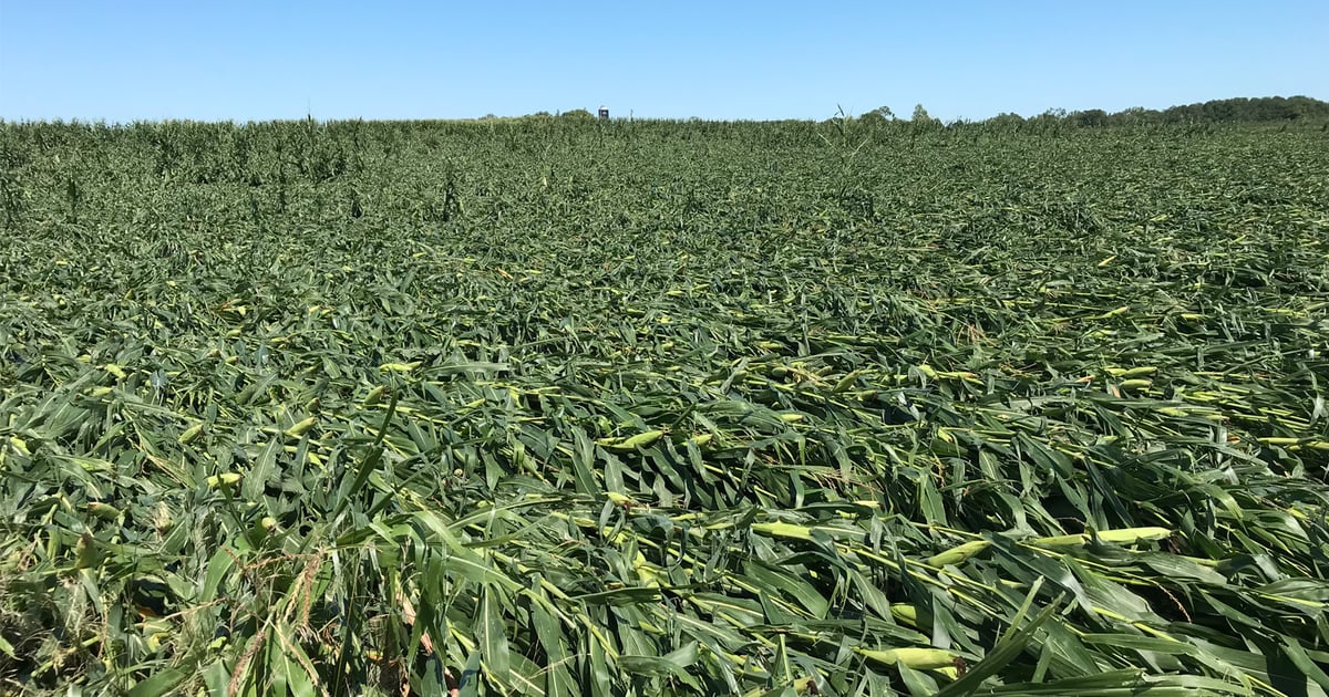 Learn to manage downed corn