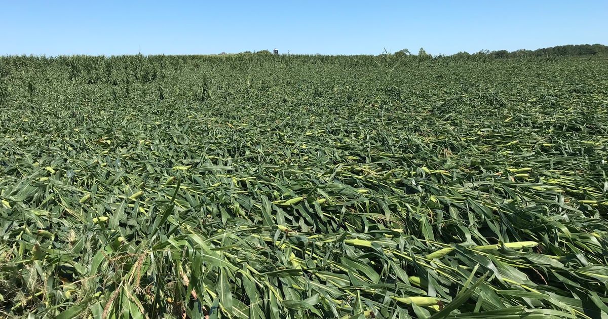 Defeated Corn Learn to manage downed corn