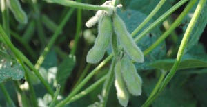 Closeup of soybean plant