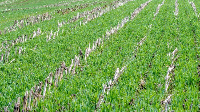 Rye cover crop growing over corn stubble