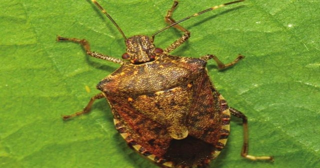 Are stink bugs in your soybean fields?