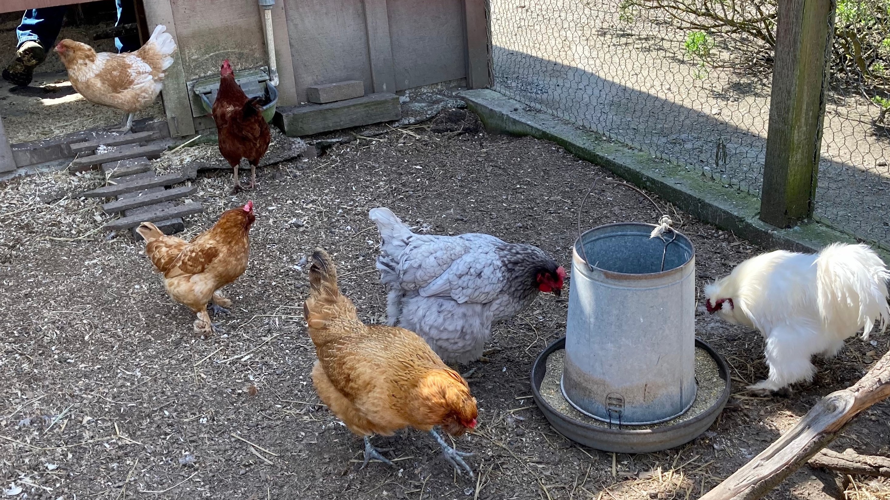 Chickens as therapy Archives - Hedgerow Henporium for Garden Chickens