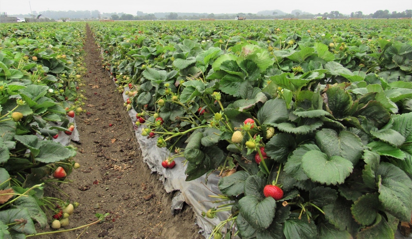 WFP-tim-hearden-2030-berries3.JPG WFP-tim-hearden-2030-berries3.JPG