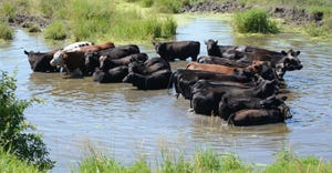 Cows in pond