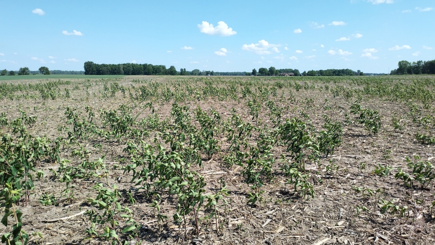 Field with lots of dying weeds