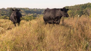 beef cattle on pasture