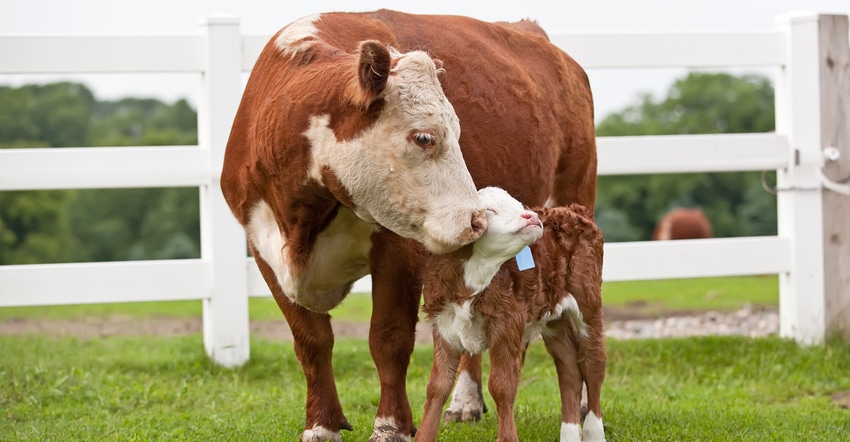 hereford cow and calf