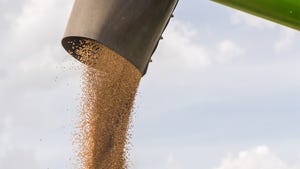 Wheat grain being poured into tractors