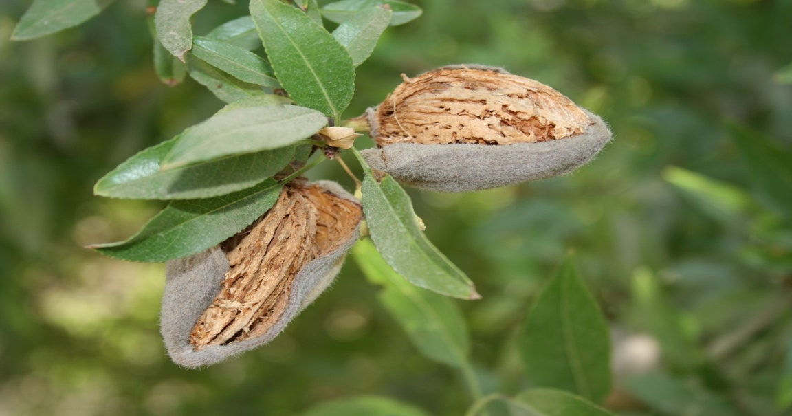 8 facts about almonds, agriculture, and the drought