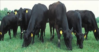 Association names Ohio's top 10 Angus producers