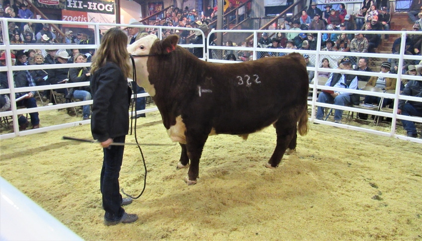 Red Bluff bull sale