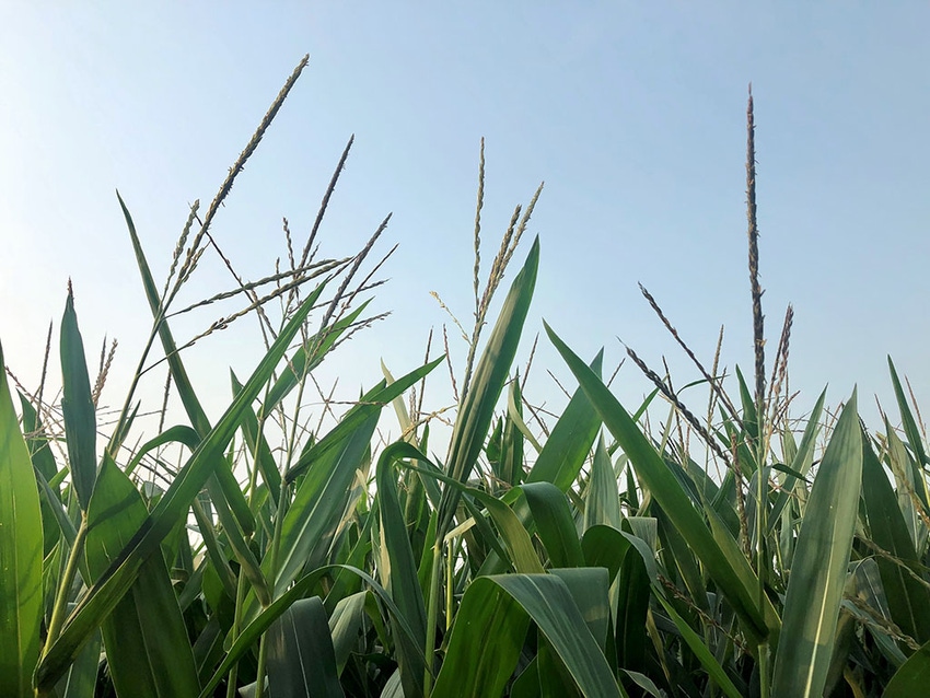 Corn tassels against the sky. Corn tassels against the sky.