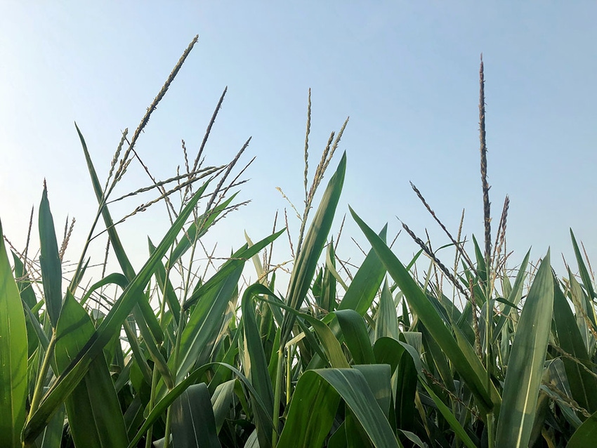 Corn tassels against the sky.