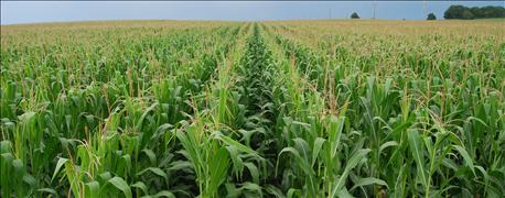 farmer_leaders_elected_iowa_corn_boards_directors_1_636050849993714725.jpg