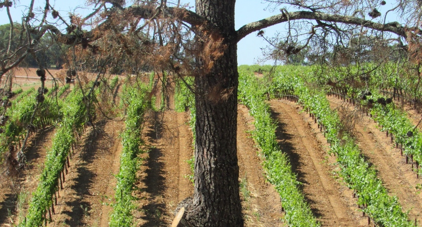 WFP-hearden-sonoma-vineyard.JPG