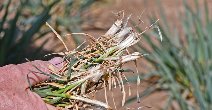 roots-dried-up-wheat-web.jpg