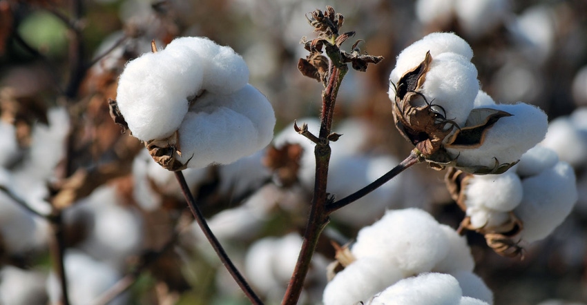 cotton-October-field-4-a.jpg