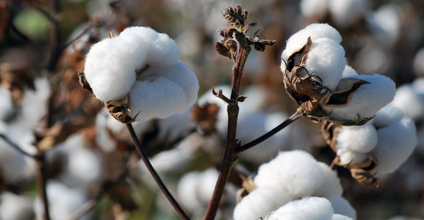 cotton-October-field-4-a.jpg cotton-October-field-4-a.jpg