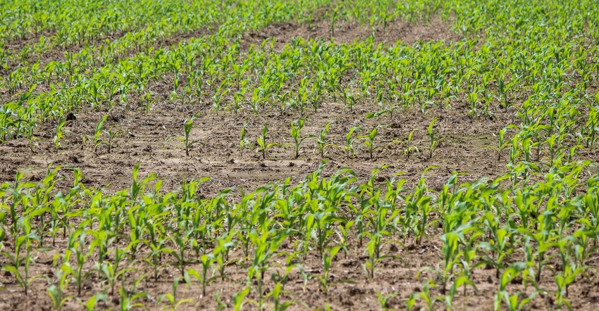 A field of uneven corn stands