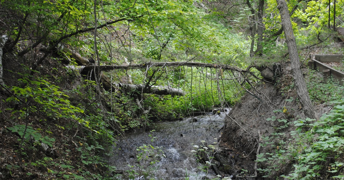 Diverse trees to consider for the farm and ranch