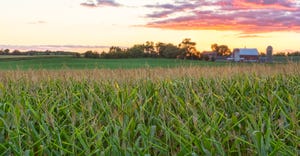 Minnesota cornfield and farm during sunset