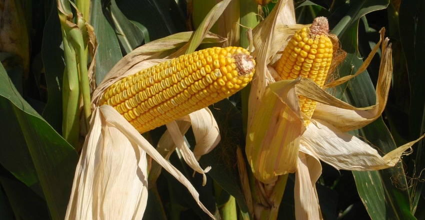 two corn ears on stalks