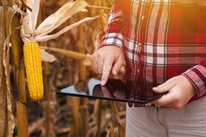 man iusing tablet in corn field.jpg