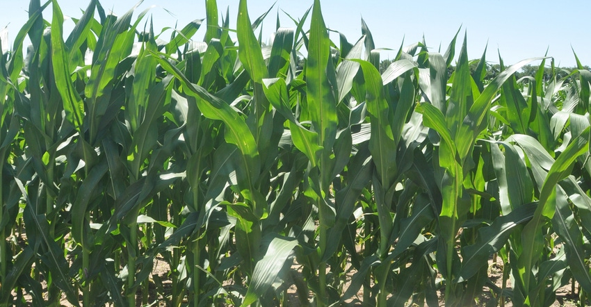 corn field up close
