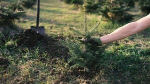 Close-up of planting in a Christmas tree field