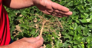 soybean roots flattened out instead of continuing to grow downward, indicating they likely encountered a restricting layer