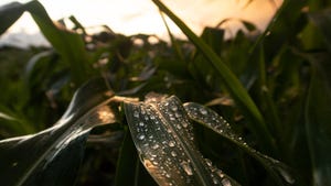 Raindrops of leaves of corn