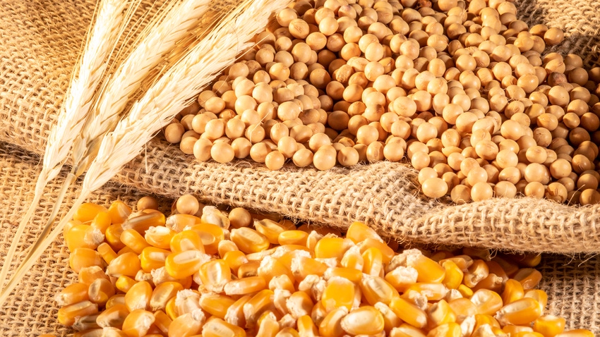 Corn, wheat and soybeans on burlap background