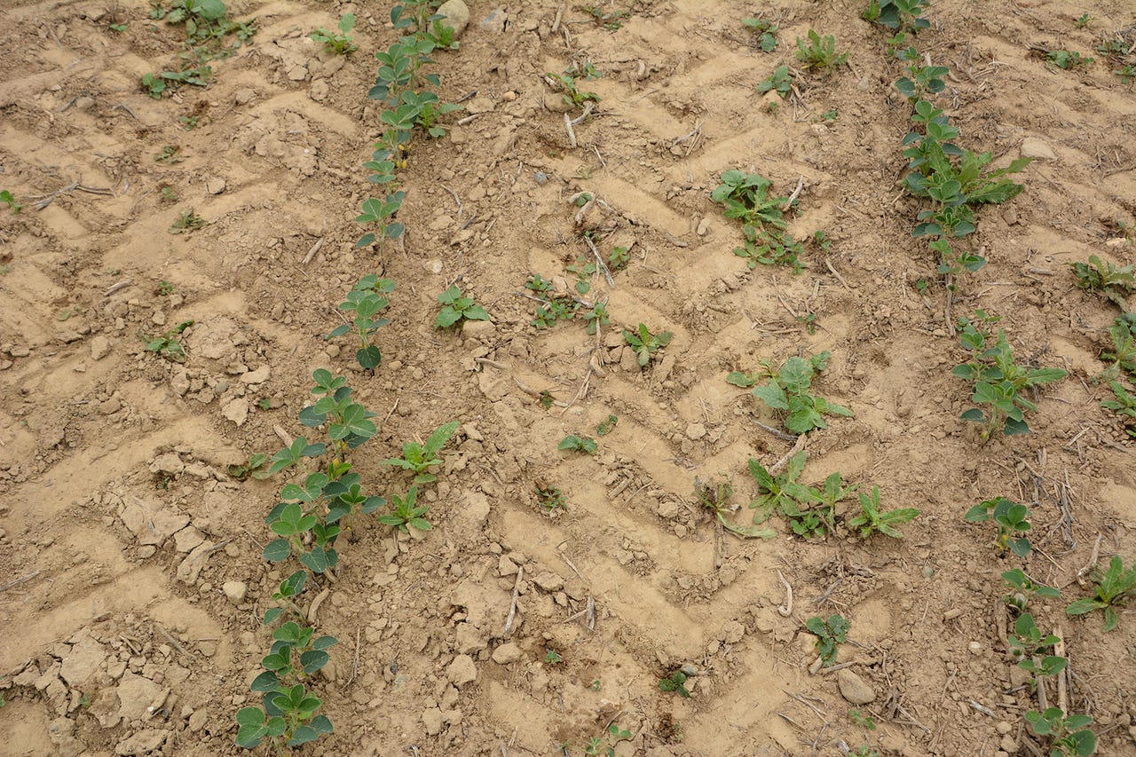 small cover crops planted with soybean seedlings