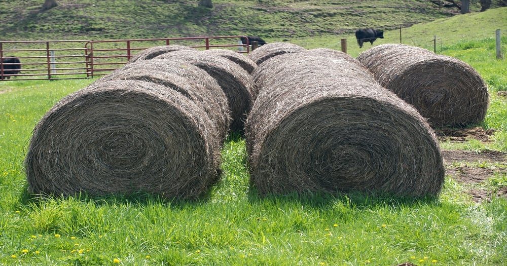 To hay or not to hay
