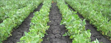 residual_herbicides_are_important_tools_battling_hard_control_weeds_1_635664531138436120.jpg