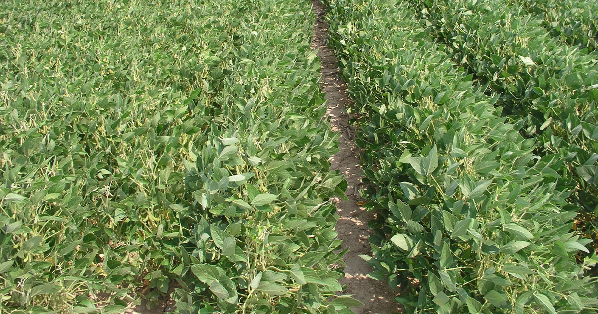 Planting soybeans late? Consider these 6 things