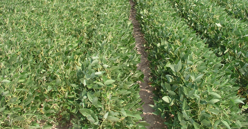 15-inch soybean rows