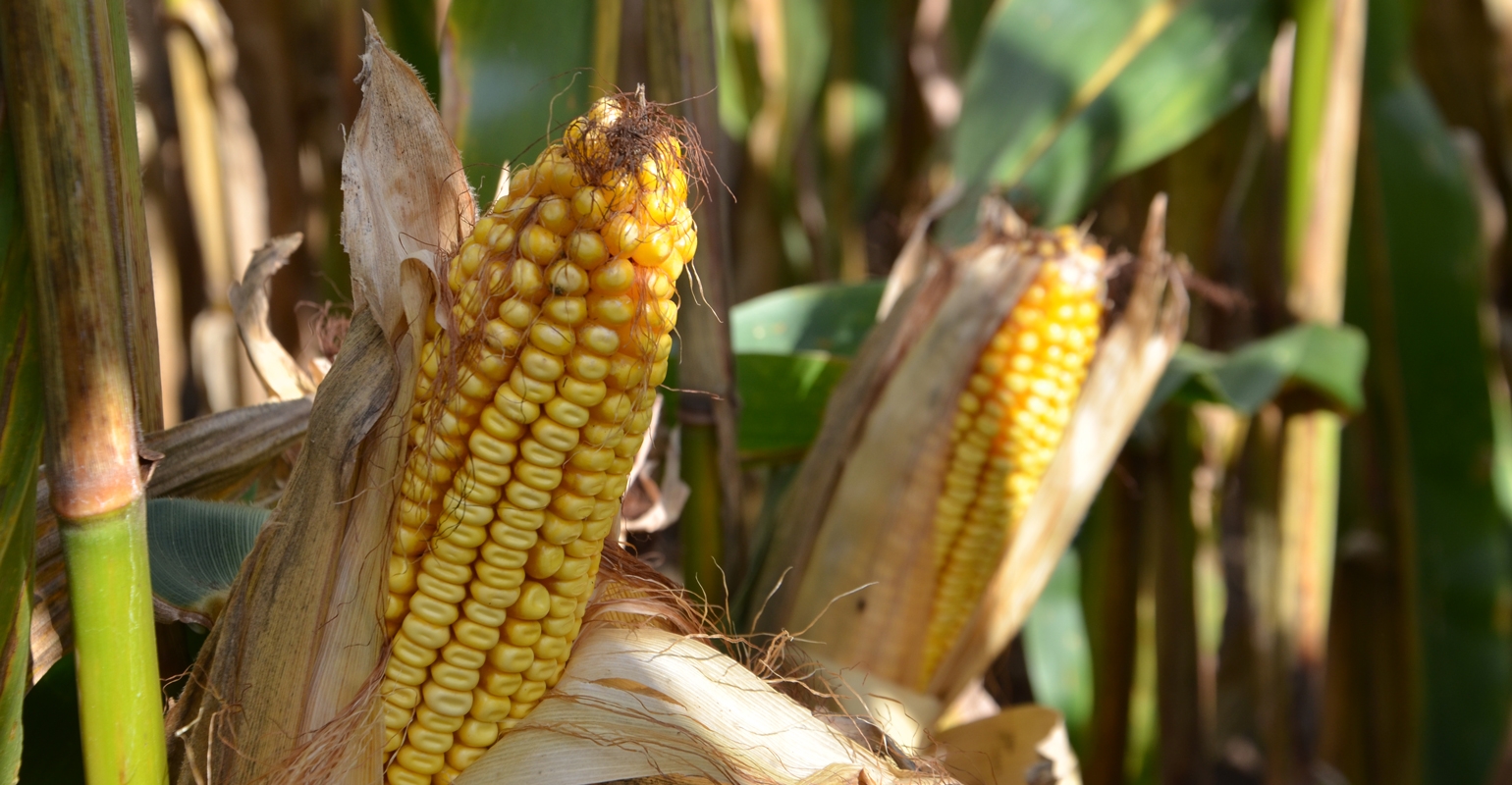 high-yield-corn-a-numbers-game