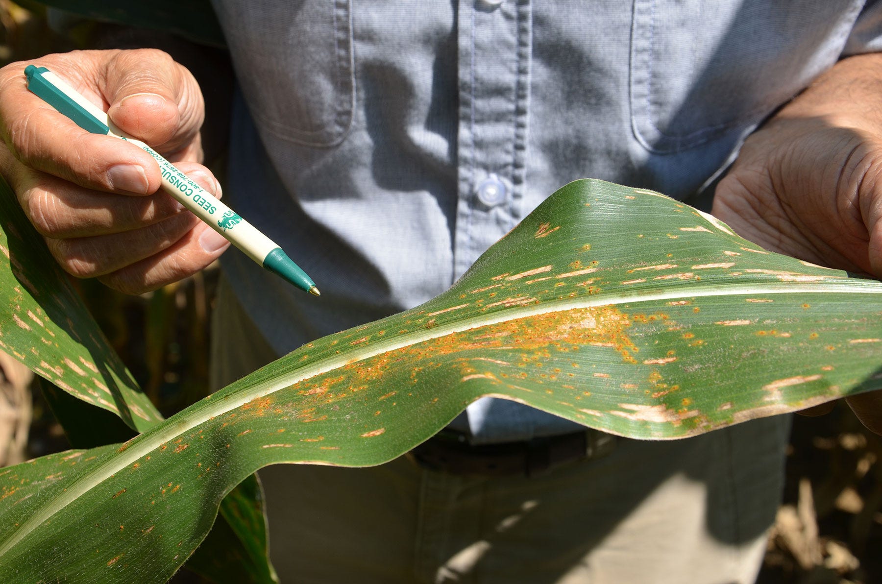 A man holding a pen and pointing to lesions on a corn leaf