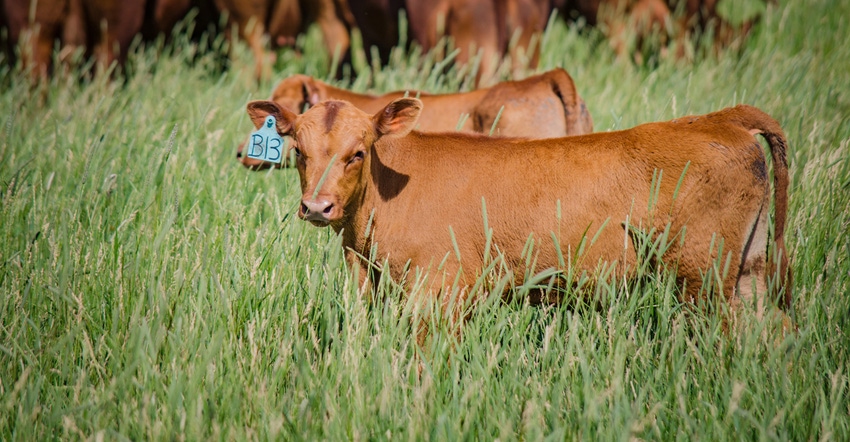 red beef calves