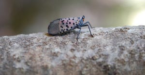 Close up of spotted lanternfly 