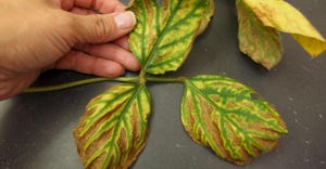 A close up look at a soybean plant leaf with brown spots