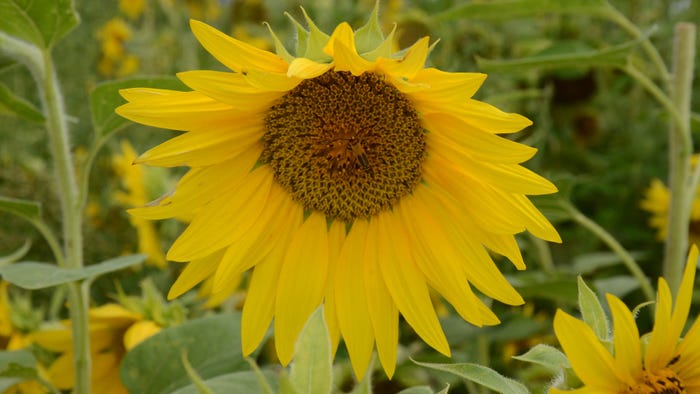 Close up of a sunflower