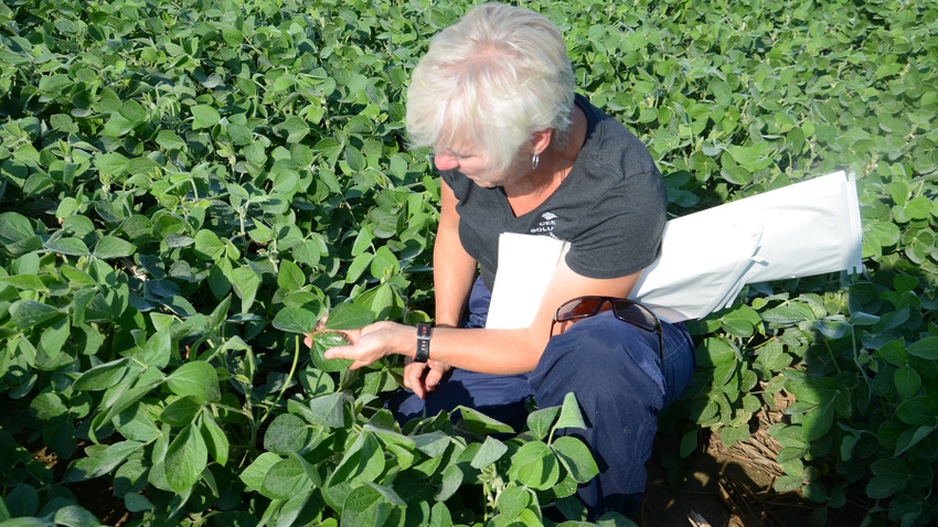 Betsy Bower inspecting soybean leaves in the field