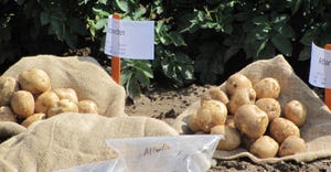 Two types of potato crops
